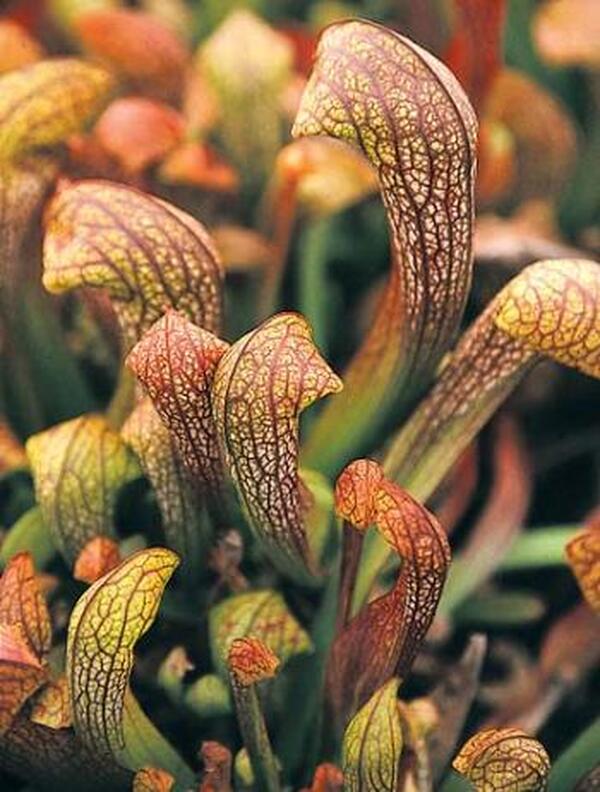 Image of Sarracenia 'Doodlebug' taken at Juniper Level Botanic Gdn, NC by JLBG