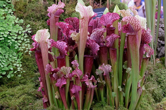 Image of Sarracenia 'Judith Hindle' taken at Chelsea Flower Show by JLBG