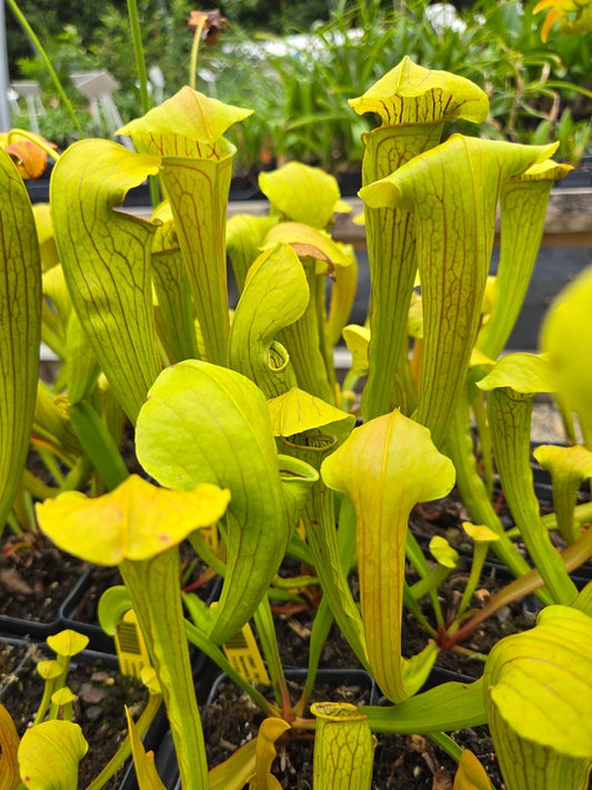 Image of Sarracenia 'June Bug' taken at Juniper Level Botanic Gdn, NC by JLBG