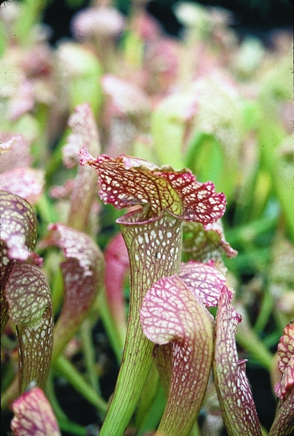 Image of Sarracenia 'Mardi Gras' taken at Juniper Level Botanic Gdn, NC by JLBG