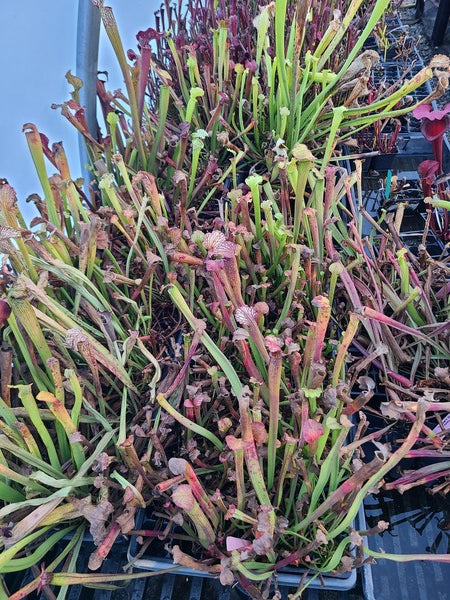 Image of Sarracenia Mixed Garden Seedlings taken at Juniper Level Botanic Gdn, NC by JLBG
