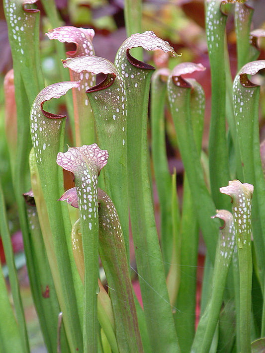 Image of Sarracenia 'Starry Night' by L. Mellichamp