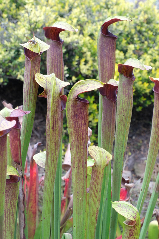 Image of Sarracenia alata 'Purple Peeper' taken at Juniper Level Botanic Gdn, NC by JLBG
