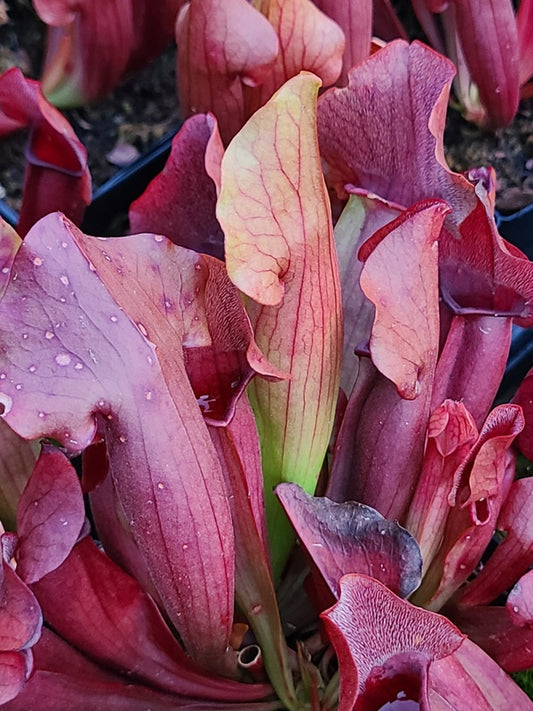 Image of Sarracenia x chelsonii 'Marooned' taken at Juniper Level Botanic Gdn, NC by JLBG