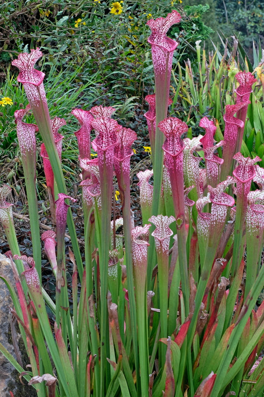 Image of Sarracenia leucophylla 'Fruit Punch' taken at Juniper Level Botanic Gdn, NC by JLBG