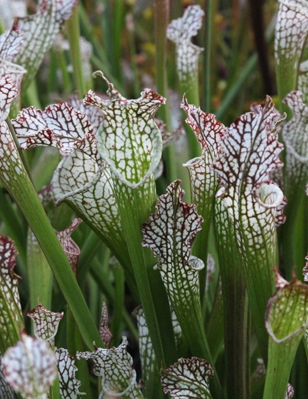 Image of Sarracenia leucophylla 'Sumter' taken at Juniper Level Botanic Gdn, NC by JLBG
