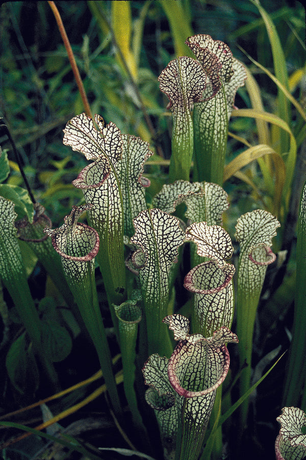 Image of Sarracenia leucophylla 'Tarnok' taken at Juniper Level Botanic Gdn, NC by JLBG