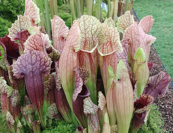 Image of Sarracenia x leucopurea 'Fiona' taken at Chelsea Flower Show by JLBG