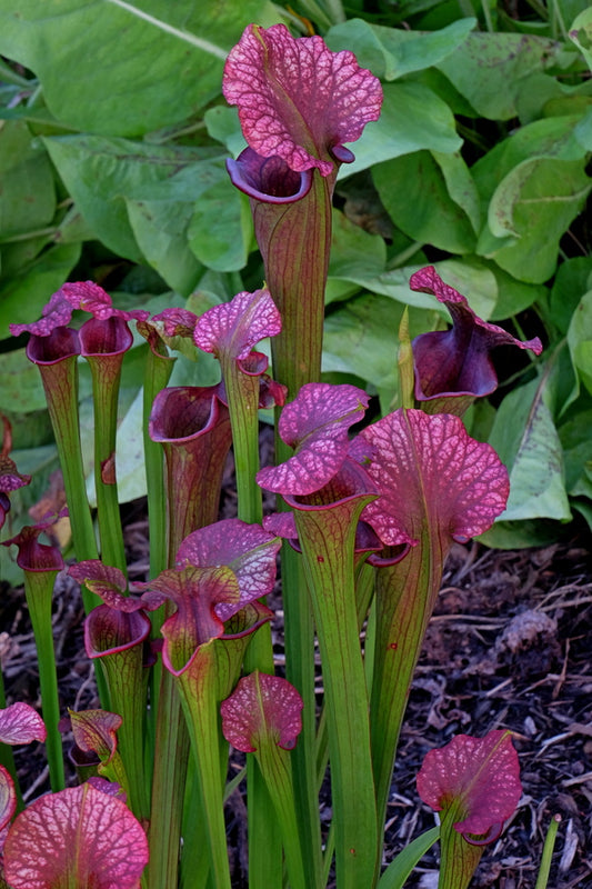 Image of Sarracenia x moorei 'Conversation Piece' taken at Juniper Level Botanic Gdn, NC by JLBG