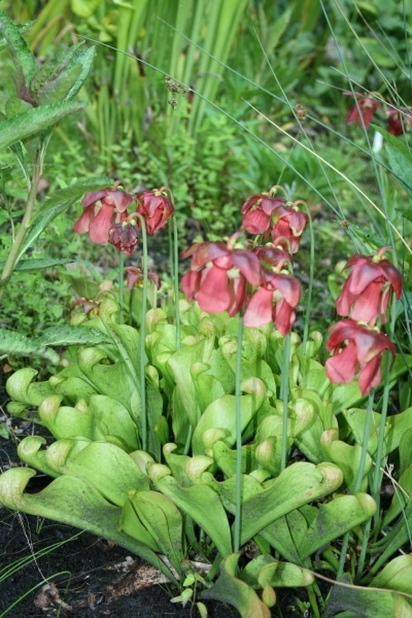 Image of Sarracenia psittacina taken at Juniper Level Botanic Gdn, NC by JLBG