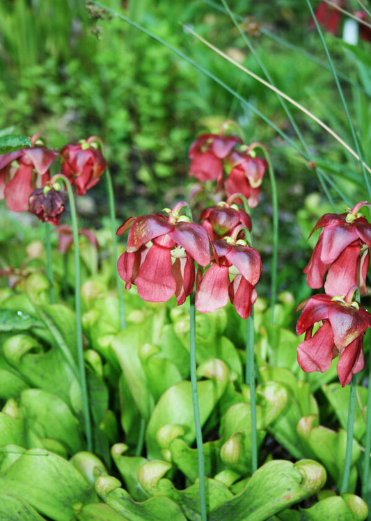 Image of Sarracenia psittacina taken at Juniper Level Botanic Garden, Raleigh NC by JLBG