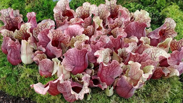 Image of Sarracenia purpurea var. venosa taken at Chelsea Flower Show by JLBG