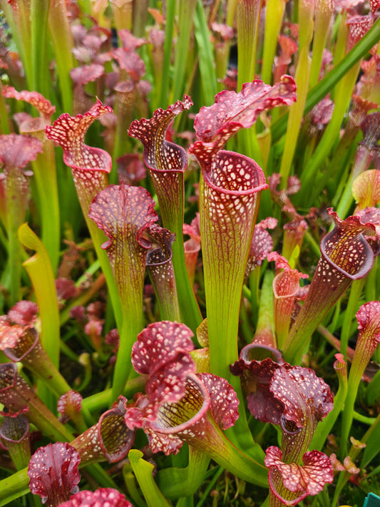 Image of Sarracenia x readii taken at Juniper Level Botanic Gdn, NC by JLBG