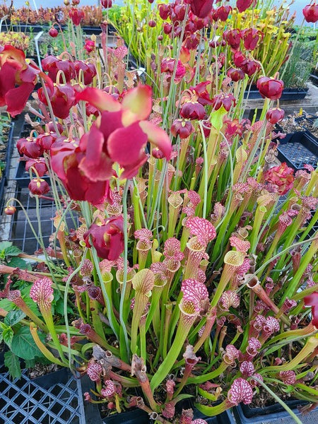 Image of Sarracenia x readii taken at Juniper Level Botanic Gdn, NC by JLBG