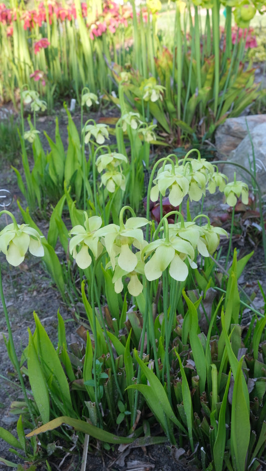 Image of Sarracenia rubra ssp. gulfensis 'AC Free' taken at Juniper Level Botanic Gdn, NC by JLBG