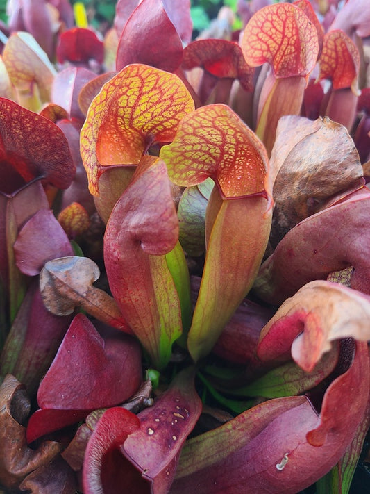 Image of Sarracenia x swaniana taken at Juniper Level Botanic Gdn, NC by JLBG