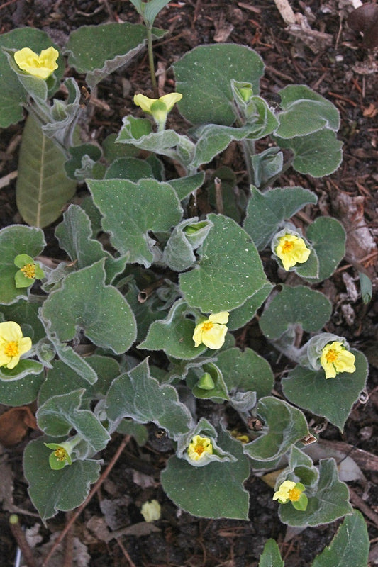 Image of Saruma henryi taken at Juniper Level Botanic Gdn, NC by JLBG