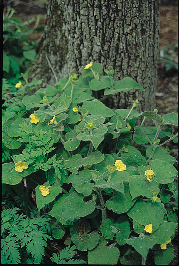 Image of Saruma henryi taken at Juniper Level Botanic Gdn, NC by JLBG