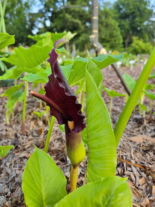 Image of Sauromatum giganteum taken at Juniper Level Botanic Gdn, NC by JLBG