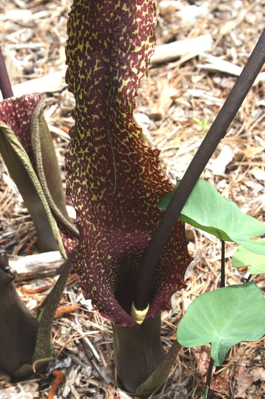 Image of Sauromatum venosum 'Indian Giant' taken at Juniper Level Botanic Gdn, NC by JLBG
