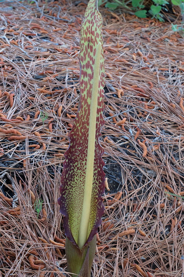 Image of Sauromatum venosum 'Lake Tana' taken at Juniper Level Botanic Gdn, NC by JLBG