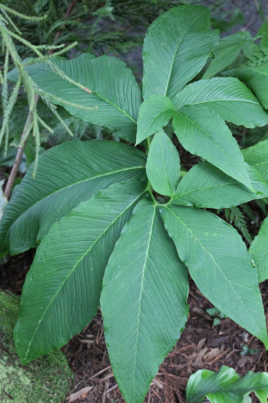 Image of Sauromatum venosum taken at Juniper Level Botanic Gdn, NC by JLBG
