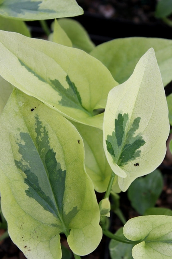 Image of Saururus cernuus 'Hertford Streaker'