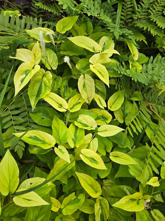 Image of Saururus cernuus 'Hertford Streaker' taken at Juniper Level Botanic Gdn, NC by JLBG