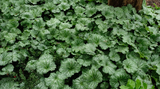 Image of Saxifraga stolonifera 'Nezu Jinja' taken at Juniper Level Botanic Gdn, NC by JLBG