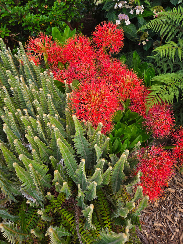 torch lily flower Scadoxus multiflorus ssp. multiflorus