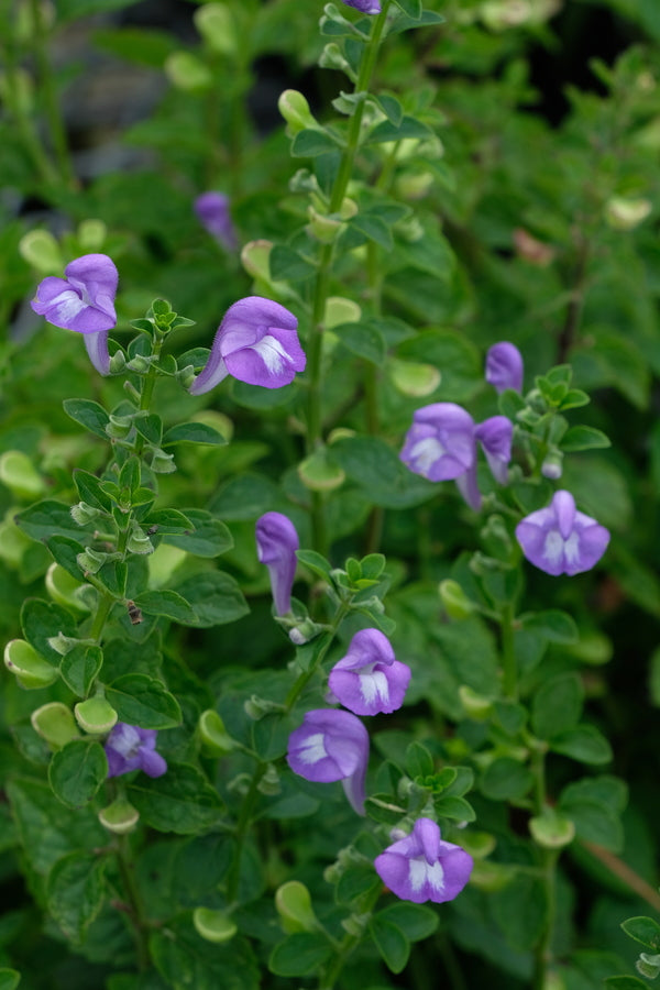 Image of Scutellaria mellichampii 'Bluffton Blues' taken at Juniper Level Botanic Gdn, NC by JLBG
