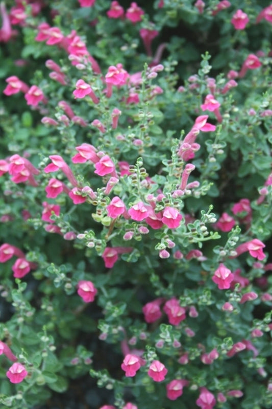Image of Scutellaria suffrutescens 'Texas Rose' taken at Juniper Level Botanic Gdn, NC by JLBG