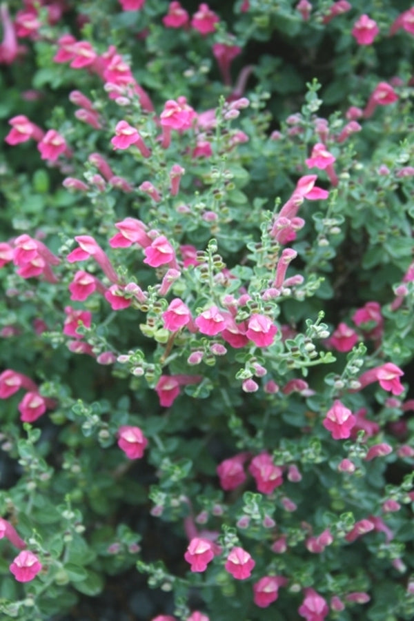 Image of Scutellaria suffrutescens 'Texas Rose' taken at Juniper Level Botanic Gdn, NC by JLBG