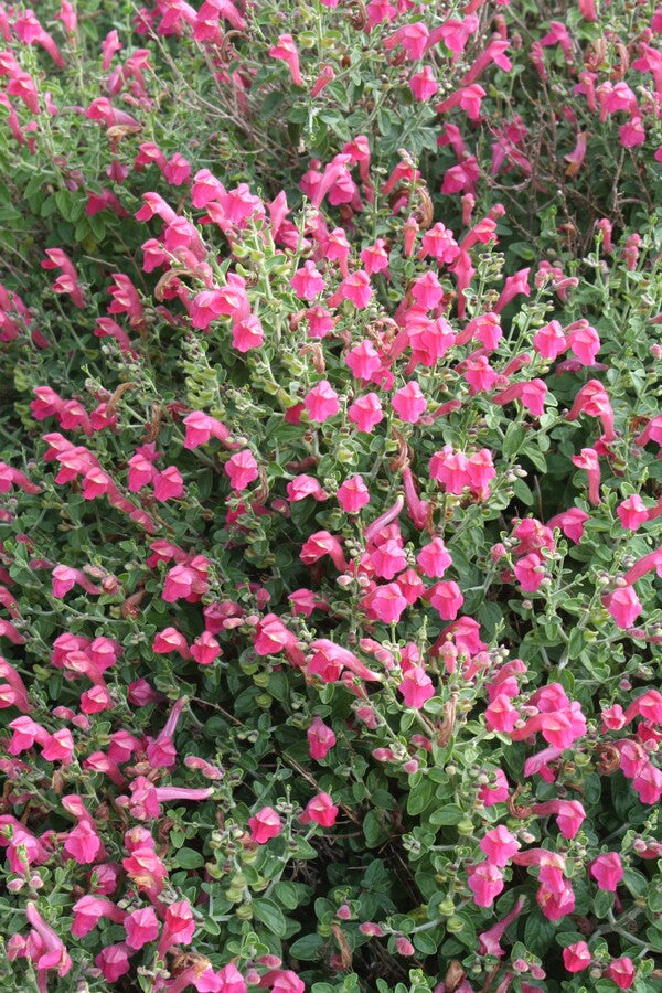 texas rose succulent Scutellaria suffrutescens Texas Rose