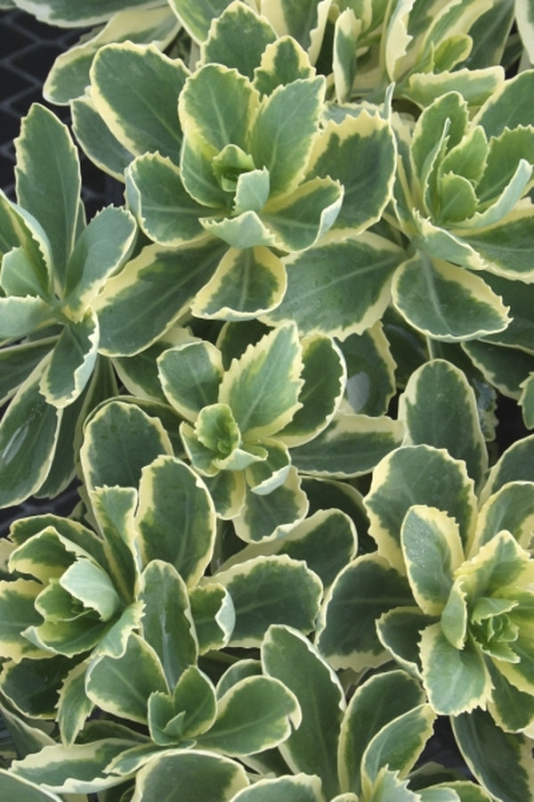 Image of Sedum 'Frosted Fire' taken at Juniper Level Botanic Gdn, NC by JLBG