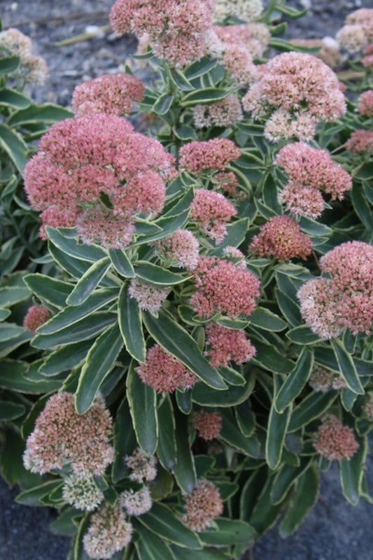 Image of Sedum 'Frosted Fire' taken at Juniper Level Botanic Gdn, NC by JLBG