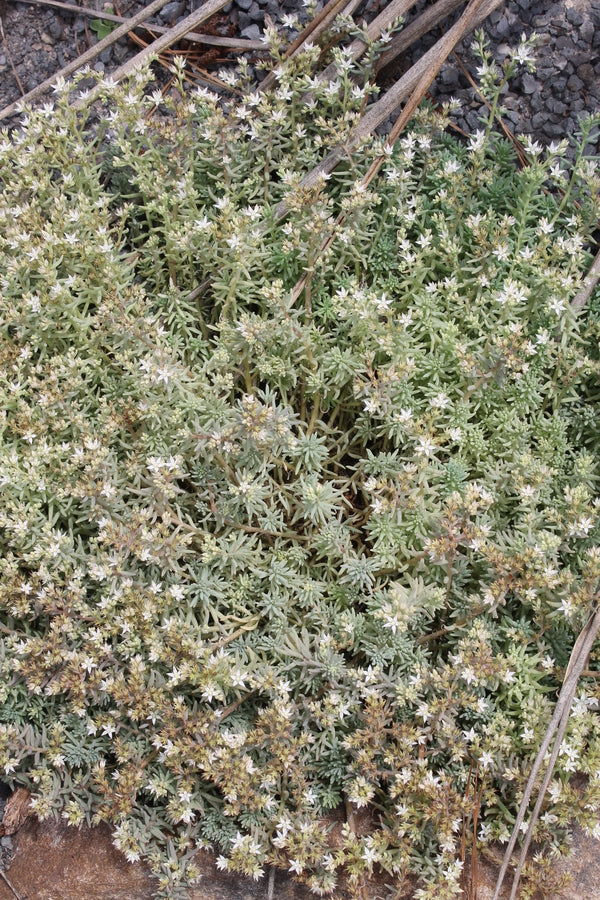 Image of Sedum bithynicum taken at Juniper Level Botanic Garden, Raleigh NC by JLBG