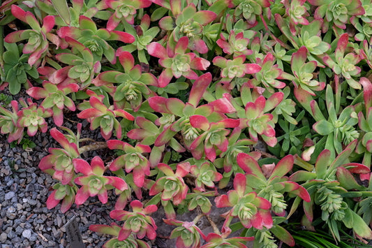 Image of Sedum palmeri 'Mendoza'