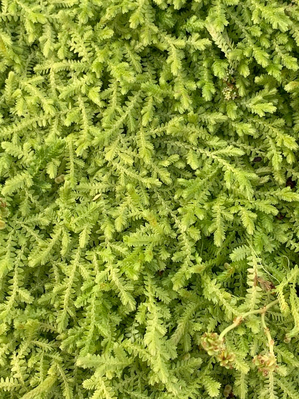 Image of Selaginella apoda taken at Juniper Level Botanic Gdn, NC by JLBG