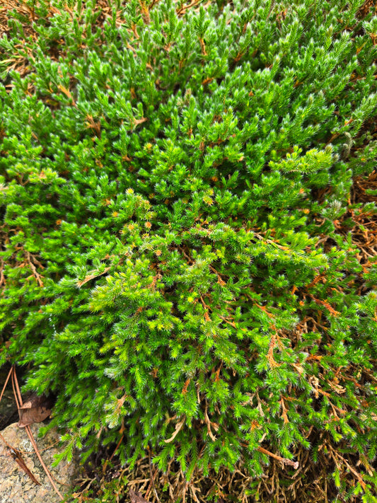 Image of Selaginella bigelovii 'Isabella' taken at Juniper Level Botanic Gdn, NC by JLBG