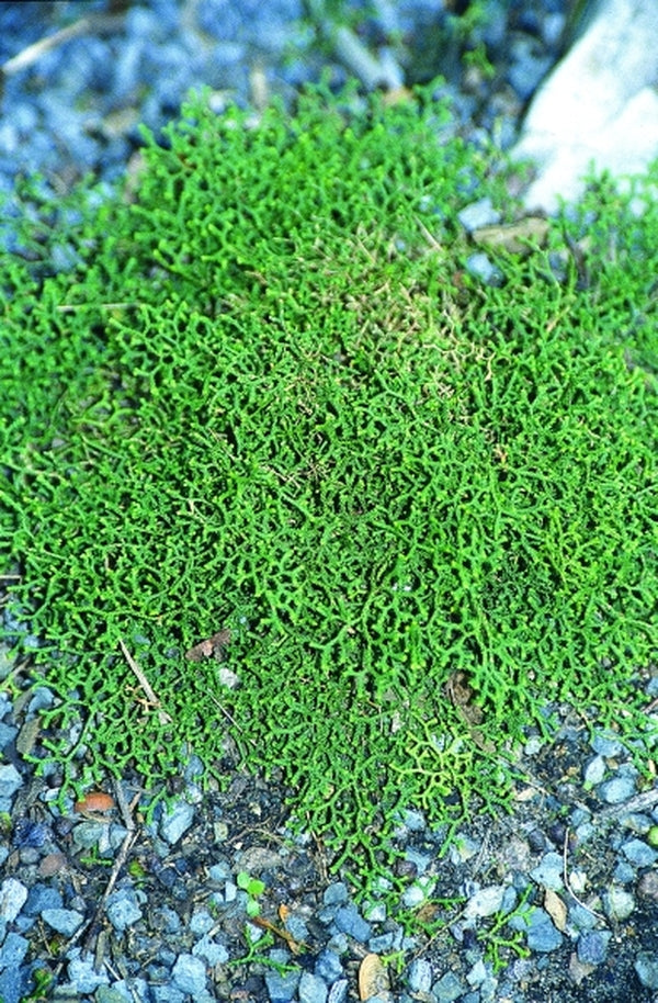Image of Selaginella borealis taken at Juniper Level Botanic Gdn, NC by JLBG