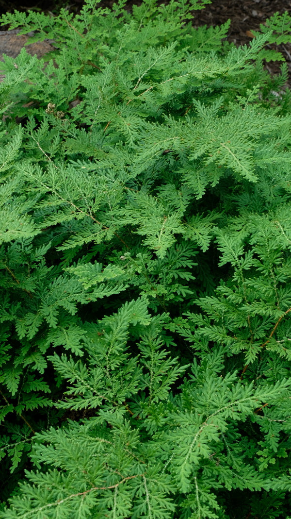 fern plant in german Selaginella braunii | Spikemoss