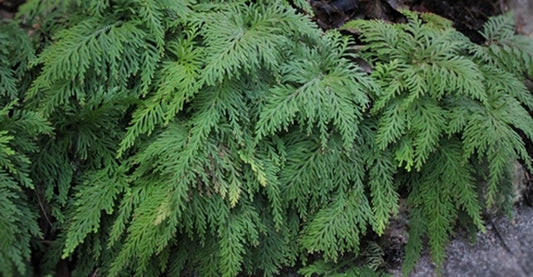 Image of Selaginella moellendorffii taken at Juniper Level Botanic Gdn, NC by JLBG