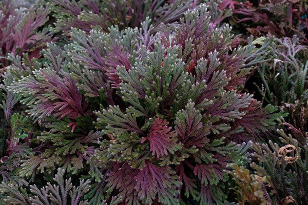 Image of Selaginella tamariscina 'Beni Kujaku' taken at Juniper Level Botanic Gdn, NC by JLBG