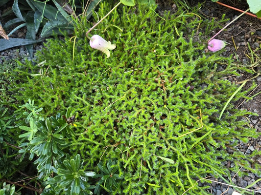Image of Selaginella tortipila 'Southern Twist' taken at Juniper Level Botanic Gdn, NC by JLBG