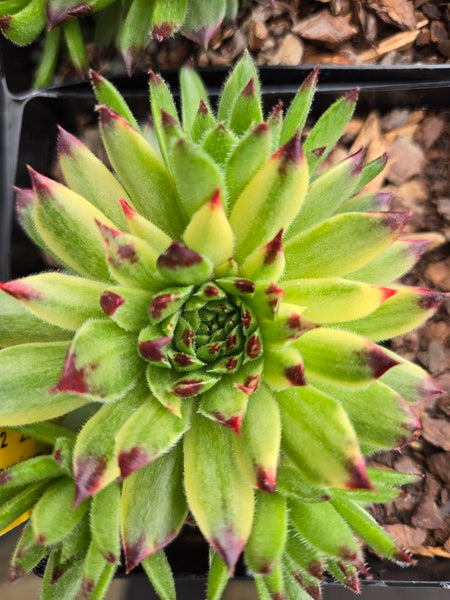 succulent sempervivum plants Sempervivum Appleteaser PPAF