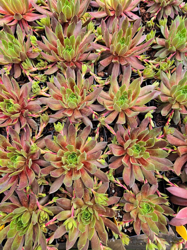 Image of Sempervivum 'Candied Apple' PPAF taken at Juniper Level Botanic Gdn, NC by JLBG