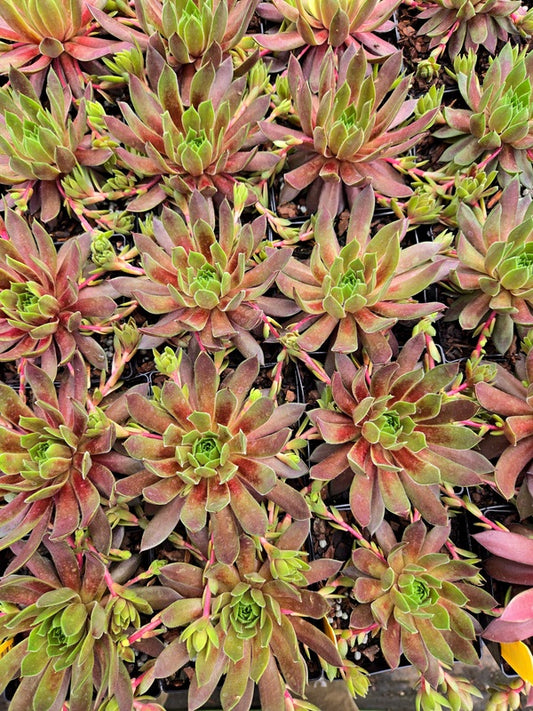 Image of Sempervivum 'Candied Apple' PPAF taken at Juniper Level Botanic Gdn, NC by JLBG