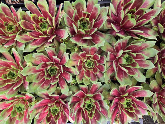 Image of Sempervivum 'Emerald Explosion' PPAF taken at Juniper Level Botanic Gdn, NC by JLBG