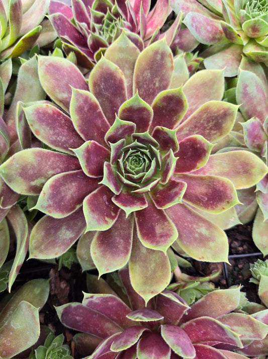 Image of Sempervivum 'Gold Crown' PPAF taken at Juniper Level Botanic Gdn, NC by JLBG